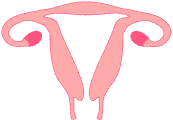 womb2.gif (2421 bytes)